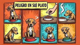 ¡CUIDADO! ⚠️ 6 Errores en la comida de tu perro 🐶🦴
