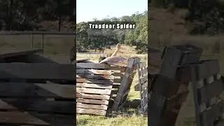 Human TrapDoor Spider&hellip; #shorts