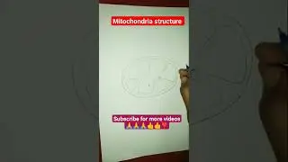 mitochondria structure and function#mitochondria function #class 11 ,9#study short 👍