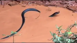 🐍 Snake At hunting | #dog #snake #wildlife #snakeattack #snakebite #snakevideo #snakes #simba #charu