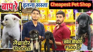 Pet Market In Gorakhpur | Rs 50/-😱🔥| Himalayan Cat| Persian cat | Puppy,Dog, Fishes, Rabbit,Rat Shop