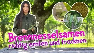 Brennnesselsamen ernten & trocknen 🌿 So nutzt du ihre volle Heilkraft! #garten #wildkr&auml;uter