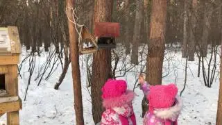 Белочки совершенно не боятся детей