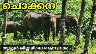 ചൊക്കന | The Elephants Village, Thrissur | Chimmini Wildlife Sanctuary | Bicycle Ride