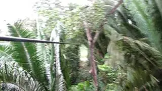 Sambo Creek Canopy Tour 1Km Zipline