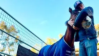 A quiet horse vlog