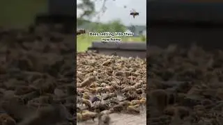 Bees settling into a new home. They can smell all their sisters and come to join them.