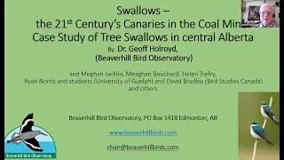 Swallows: 21st Century&rsquo;s Canaries in Coal Mine Case study of Tree Swallows in Central AB 25.04.23