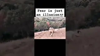 Fear is just an illusion 💀 #wildlife #nature #animal #lion #fear #illusion