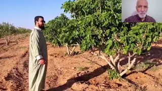 تابعو مشاريع القارة الجزائرية من النعامة: شاب يحول اراضي سهبية إلى  بساتين خضراء NAAAMA FARMS