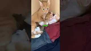 Этот кот украл чужих котят 😱🐱