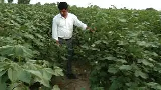Narma Crops RASI926