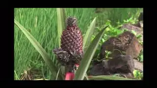 A Brief History Of Farming In The Caribbean