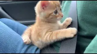 Road Trip Essentials for Traveling With a Cat 🚗🧳🐾 #trending #cat
