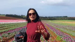 Tulips in Tasmania