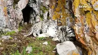 Rare footage of wild snow leopard playing with cubs captured in China's Qinghai