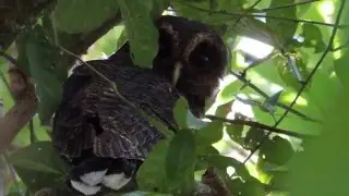 B&uacute;ho Moteado / Mottled Owl (Ciccaba virgata)