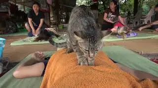 Cat give massage to human - ElephantNews