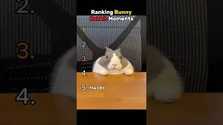 Ranking Bunny Rabbit Moments