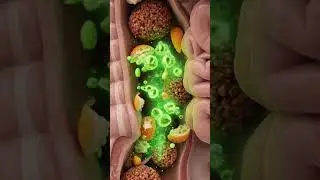 What Happens Inside Your Body After Eating a Burger   #digestivesystem   #viralvideo #shorts  #facts