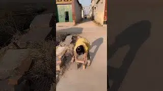 New Funny Videos 2022, Funny Family KKN New Comedy Video Try Not to Laugh #short