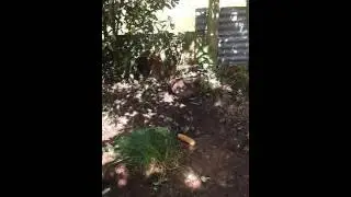 le paradis des lapins