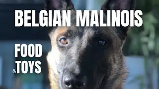 Find out What FOOD and TOYS That Drive Belgian Malinois CRAZY!! #dogfood  #belgianmalinois #dogtoys