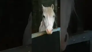 The morning pony routine with Timmy #horse #horseriding #pony #cute #equestrian
