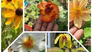 Beautiful Blooms For Your Cottage Garden - Canadian Country Life Vlog