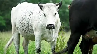 Rambling with Irish Rare Breeds Series Launch