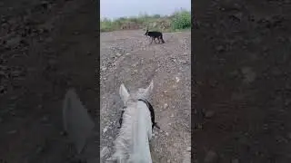 Practice on rough ways#dustshepherds #horsebackadventure #islamabadtoNorth #shortsfeed #horewithdog