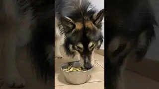 Pasta Recipe For Your Dog