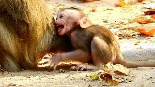 It Looks really sad, Alba supper cry begging Milk , What's Anna give is Nothing