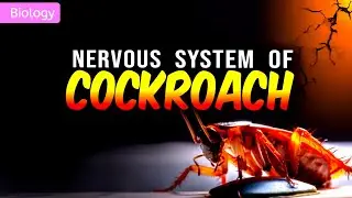 НЕРВНАЯ СИСТЕМА ТАРАКАНА КЛАСС 11/NEET || 3D АНИМАЦИЯ ||