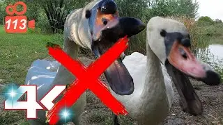 There is no MALE and the FEMALE SWAN attacked me fiercely for the first time