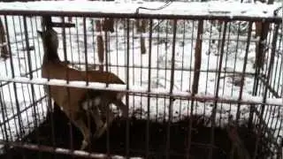 ニホンジカ　一度に２匹　鹿　狩猟　箱わな　檻　捕獲　2012.12.11