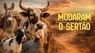 Os ANIMAIS Que SOBREVIVERAM ao Clima da CAATINGA e TRANSFORMARAM os Sertões