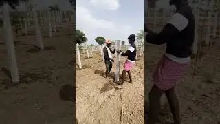 Dragon fruit planting #dragon #fruit #agriculture #cultivation #horticulture #youtubeshorts #shorts