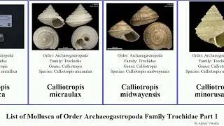 List of Mollusca of Order Archaeogastropoda Family Trochidae Part 1 calliotropis astralium alcyna