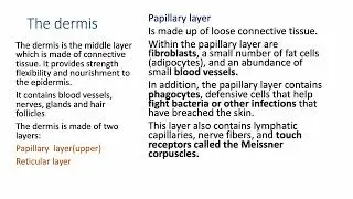 INTEGUMENTARY  SYSTEM PART 1