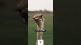 5 Fun Facts about ostriches #funfacts #interestingfacts #facts #shorts #ostrich