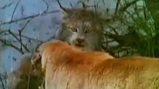 Puma vs lince