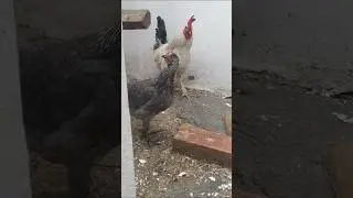 gallo #rooster #chicken