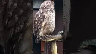AFRICAN SPOTTED EAGLE OWL