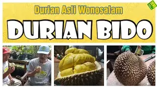 DURIAN BIDO WONOSALAM - 100 % ASLI | King Of Fruits