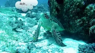 Shooting the Turtle Tickling--Melife i3 4K Sports Camera