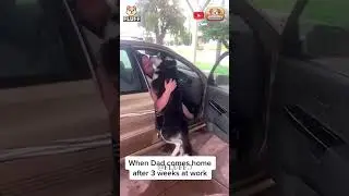 Dogs Reunited With Owners After Years Episode 5 #dogs #cute #emotional