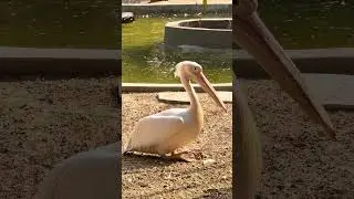 Do you know the breed of this duck? #youtubeshorts #ytshorts #wildlife #wildanimals