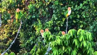 White Bellied Parrots - Pionites leucogaster