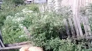 просто видосик
